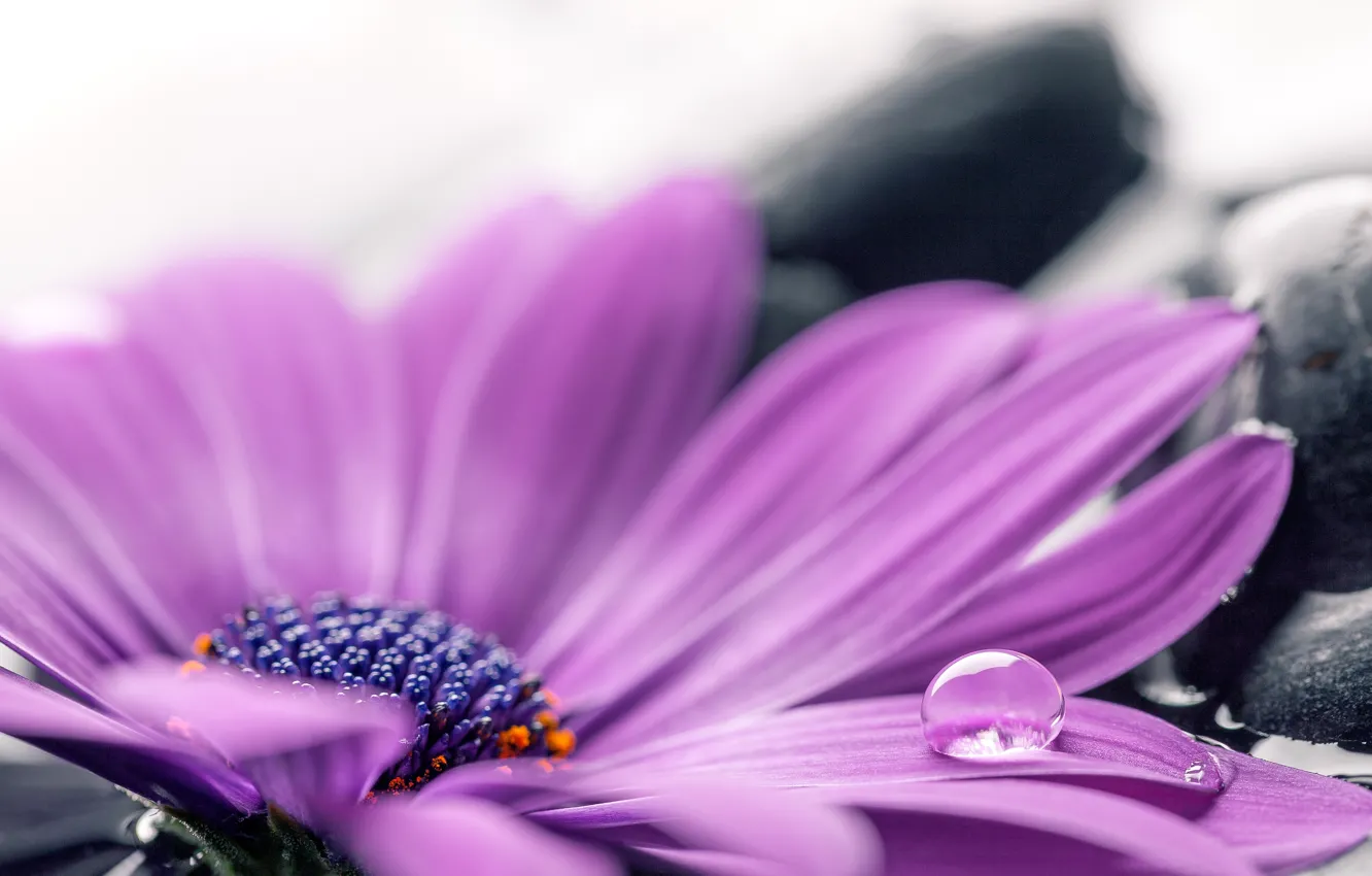 Photo wallpaper water, stones, colorful, flowers, gerbera, purple, gerbera