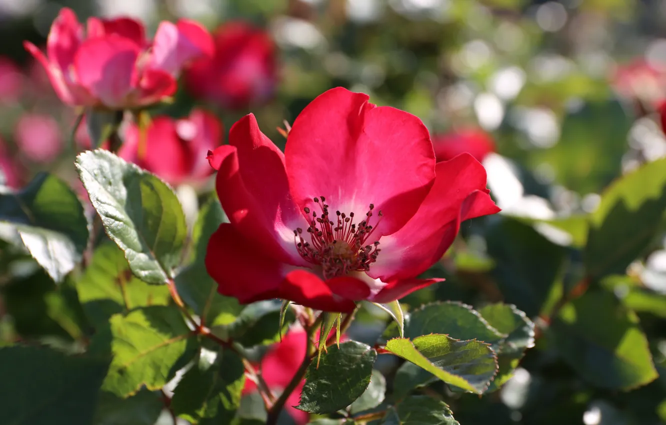 Photo wallpaper flower, Rose, flowering