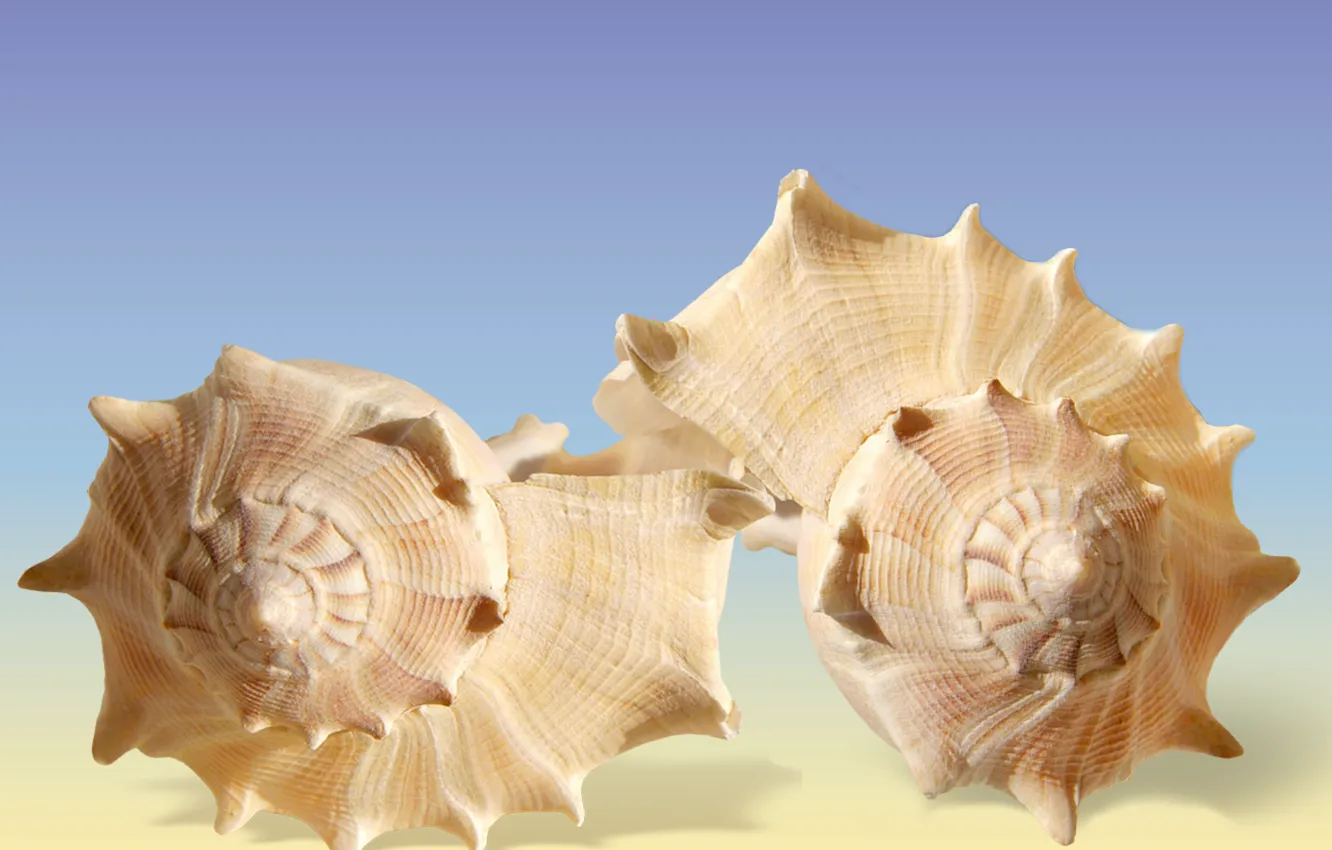 Photo wallpaper closeups, Seashells, decoracion