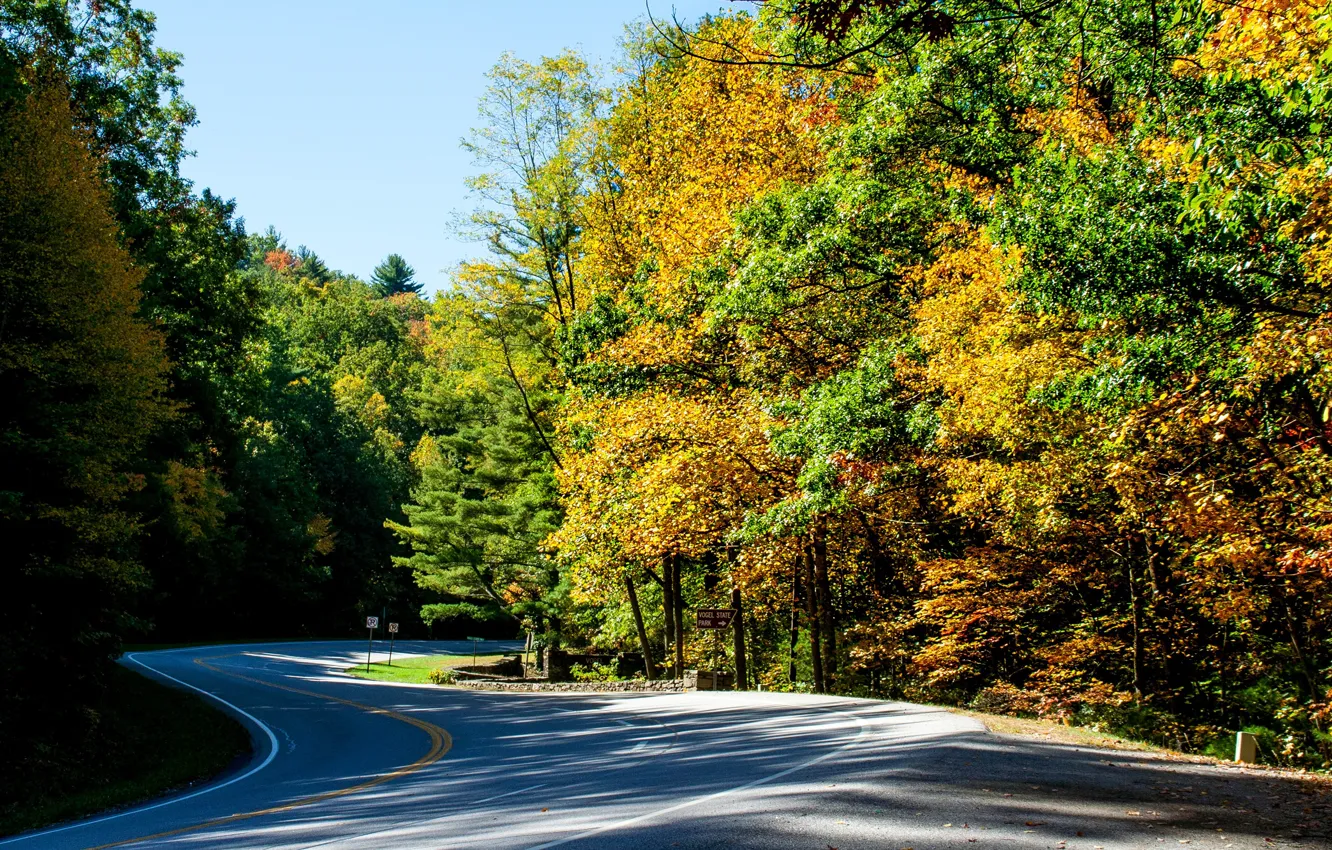 Photo wallpaper road, autumn, forest, the sun, trees, USA, Vogel State Park