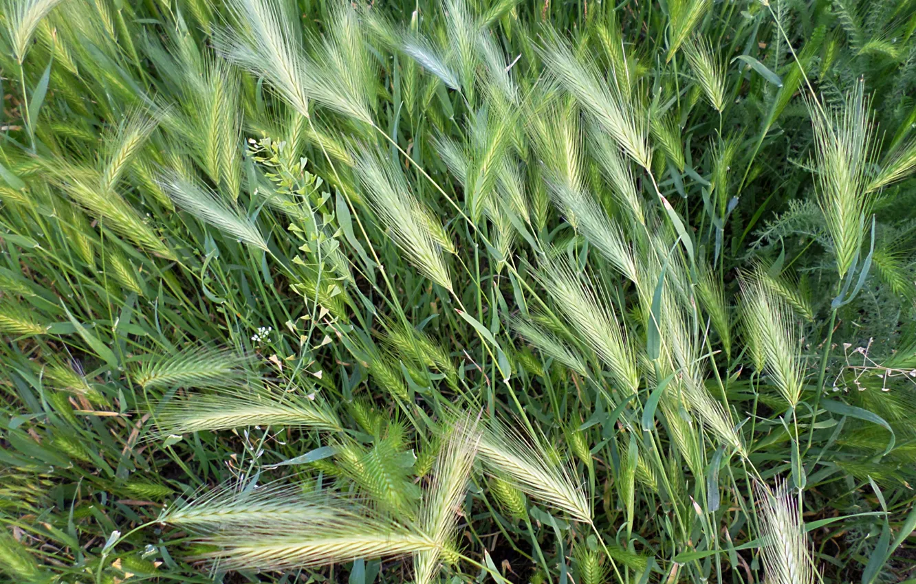 Photo wallpaper grass, the steppe, spikelets