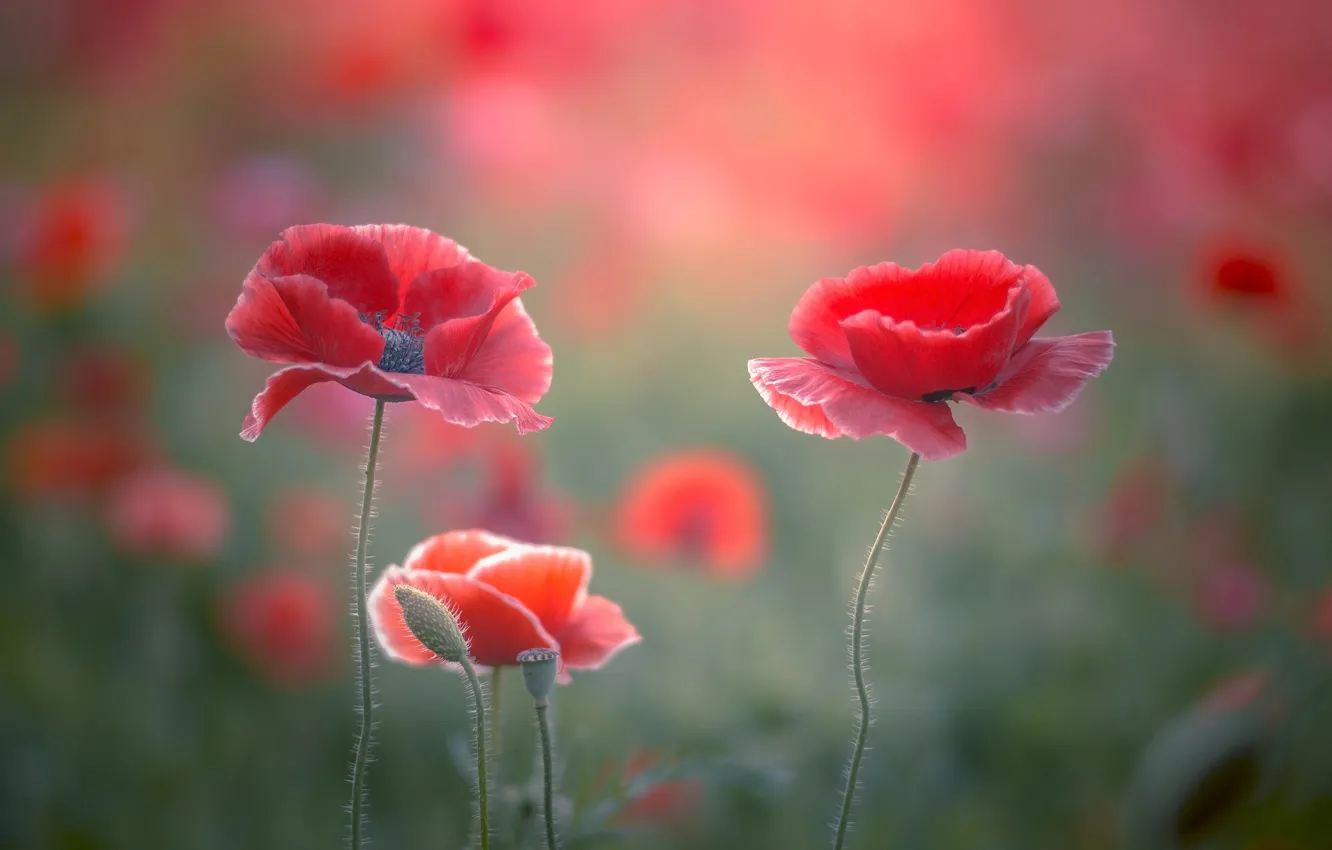 Photo wallpaper field, summer, flowers, Mac, Maki, spring