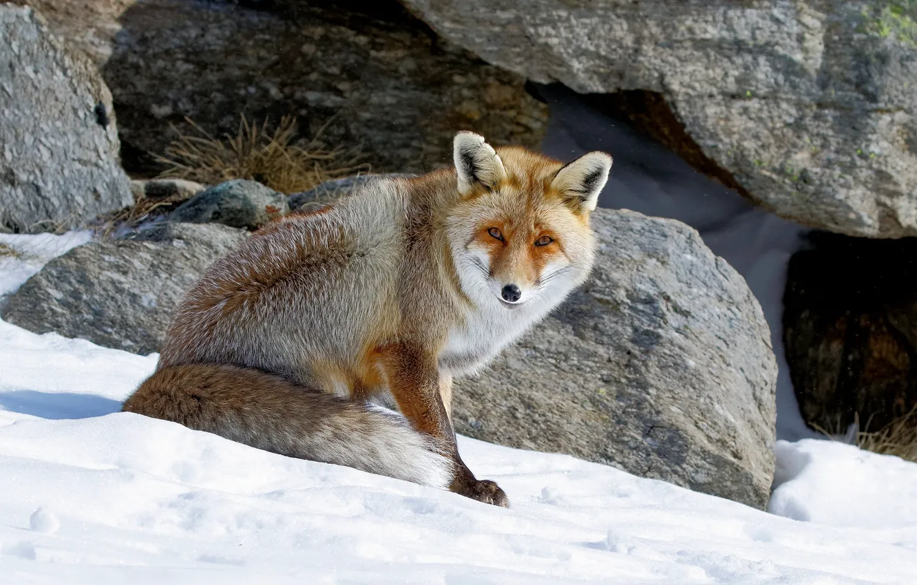 Photo wallpaper pose, look, snow, Fox, nature, winter, face, sitting