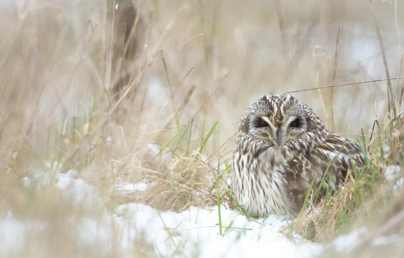 Photo wallpaper winter, grass, look, snow, nature, owl, bird, portrait
