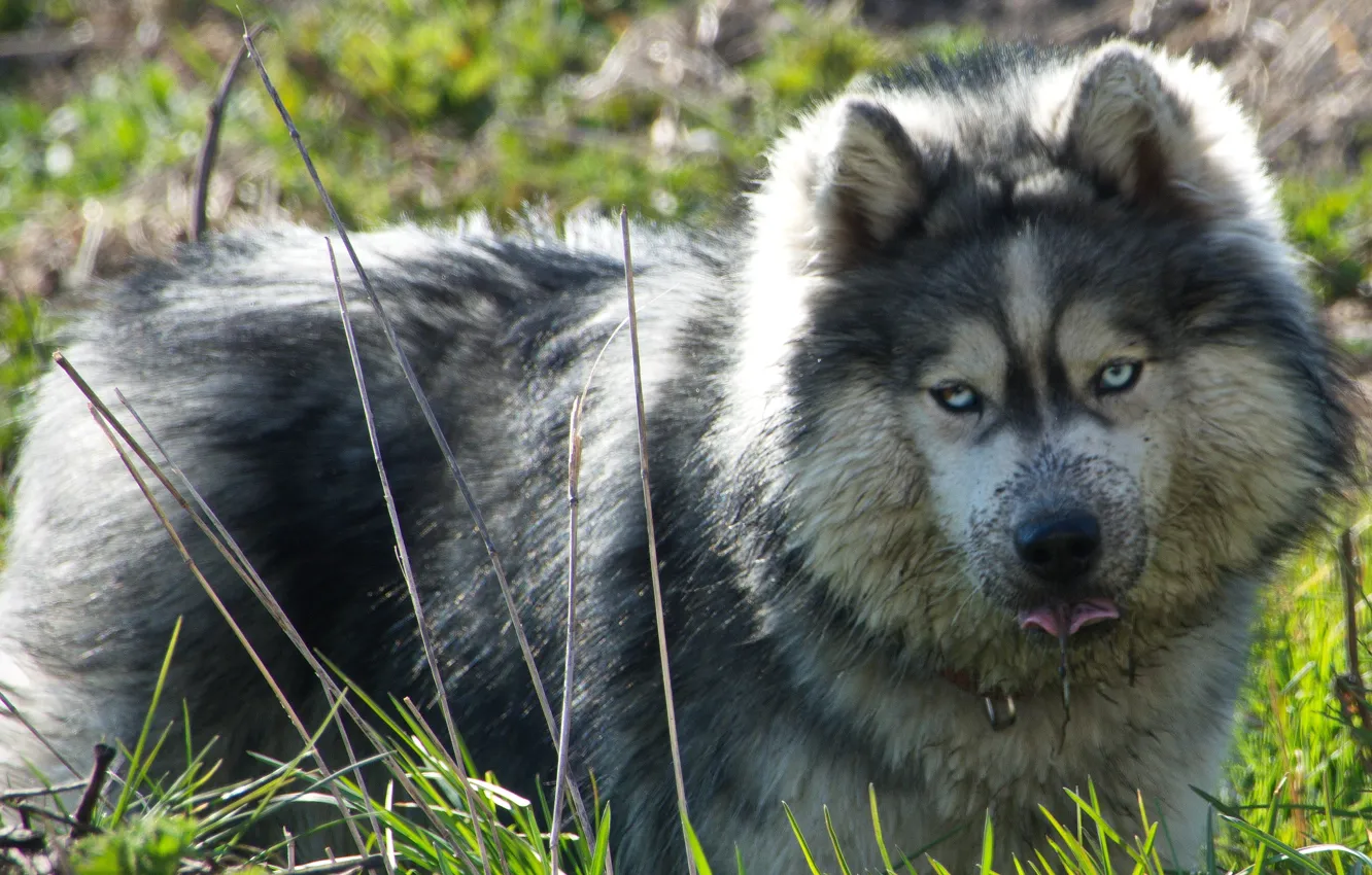 Photo wallpaper fluffy, beast, husky