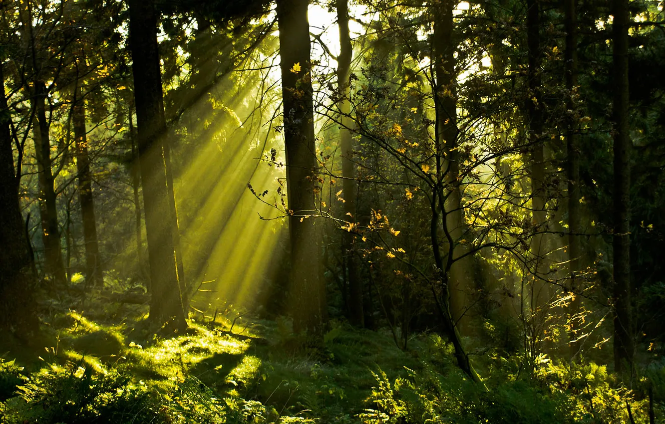 Photo wallpaper forest, grass, the sun, rays, light, trees, branches