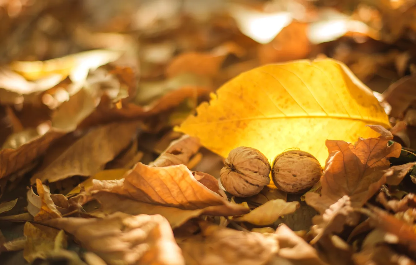 Photo wallpaper autumn, leaves, yellow, nuts, Dry, walnut