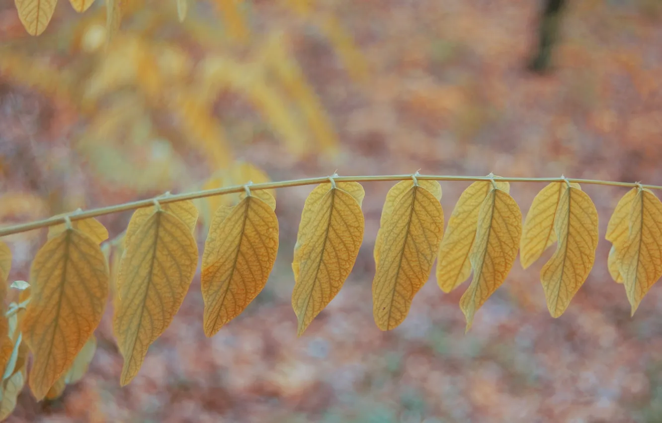 Photo wallpaper leaves, branch, yellow
