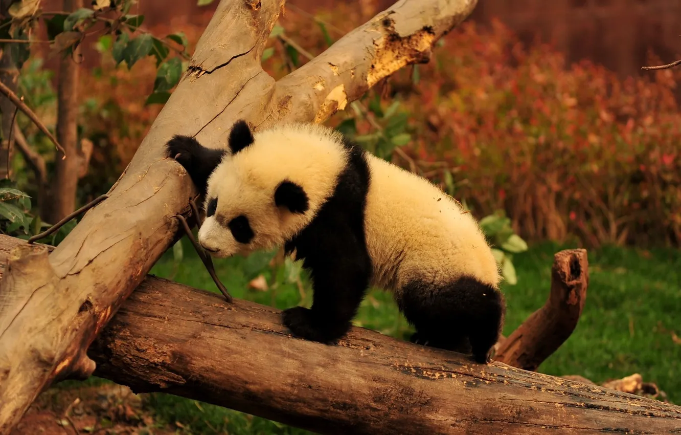 Photo wallpaper trees, branches, animal, bear, Panda