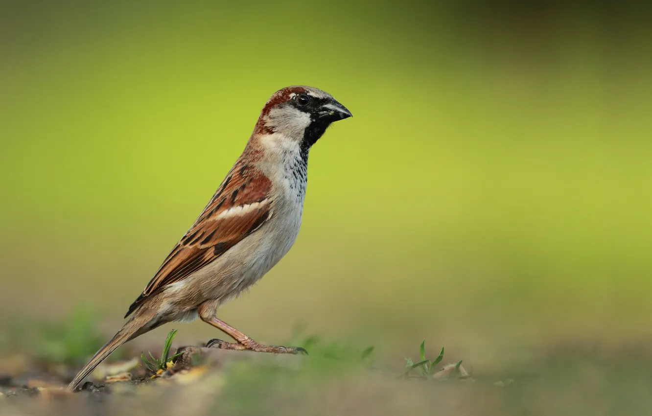 Photo wallpaper background, Sparrow, bird, common