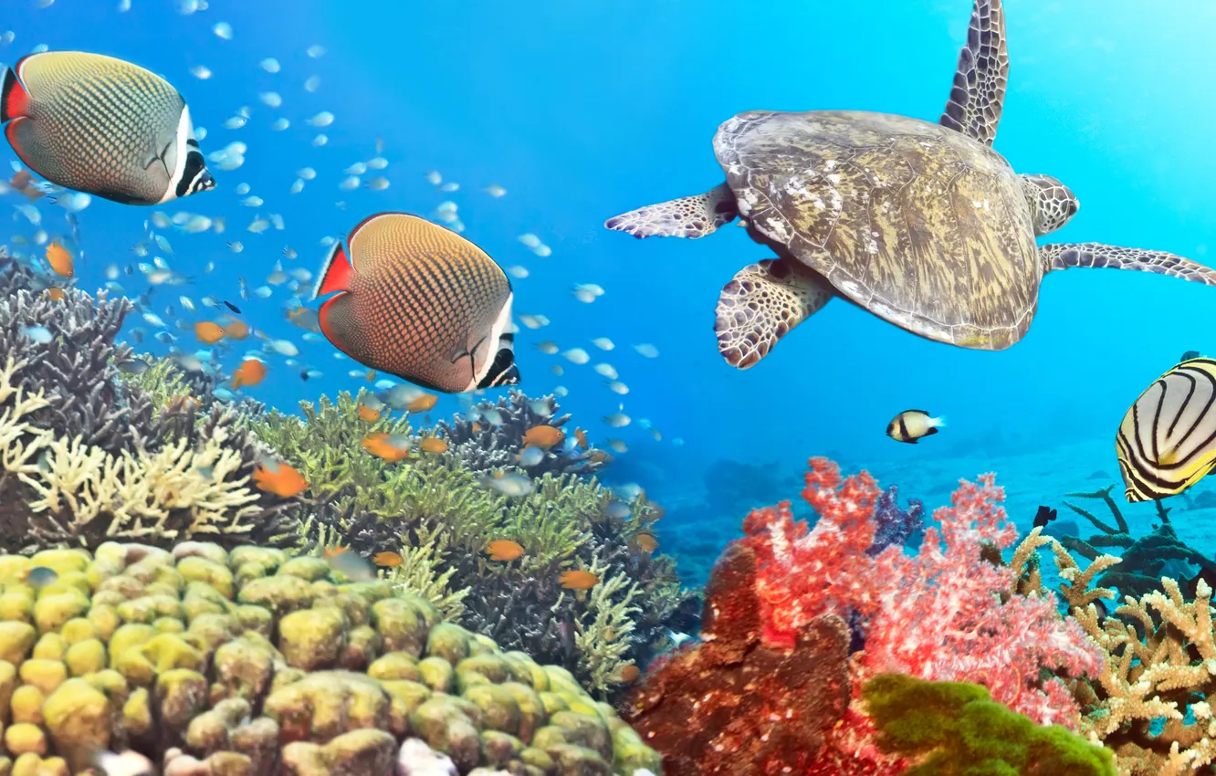Photo wallpaper panorama, sea, panorama, Underwater, fishes, sea, turtles, turtle