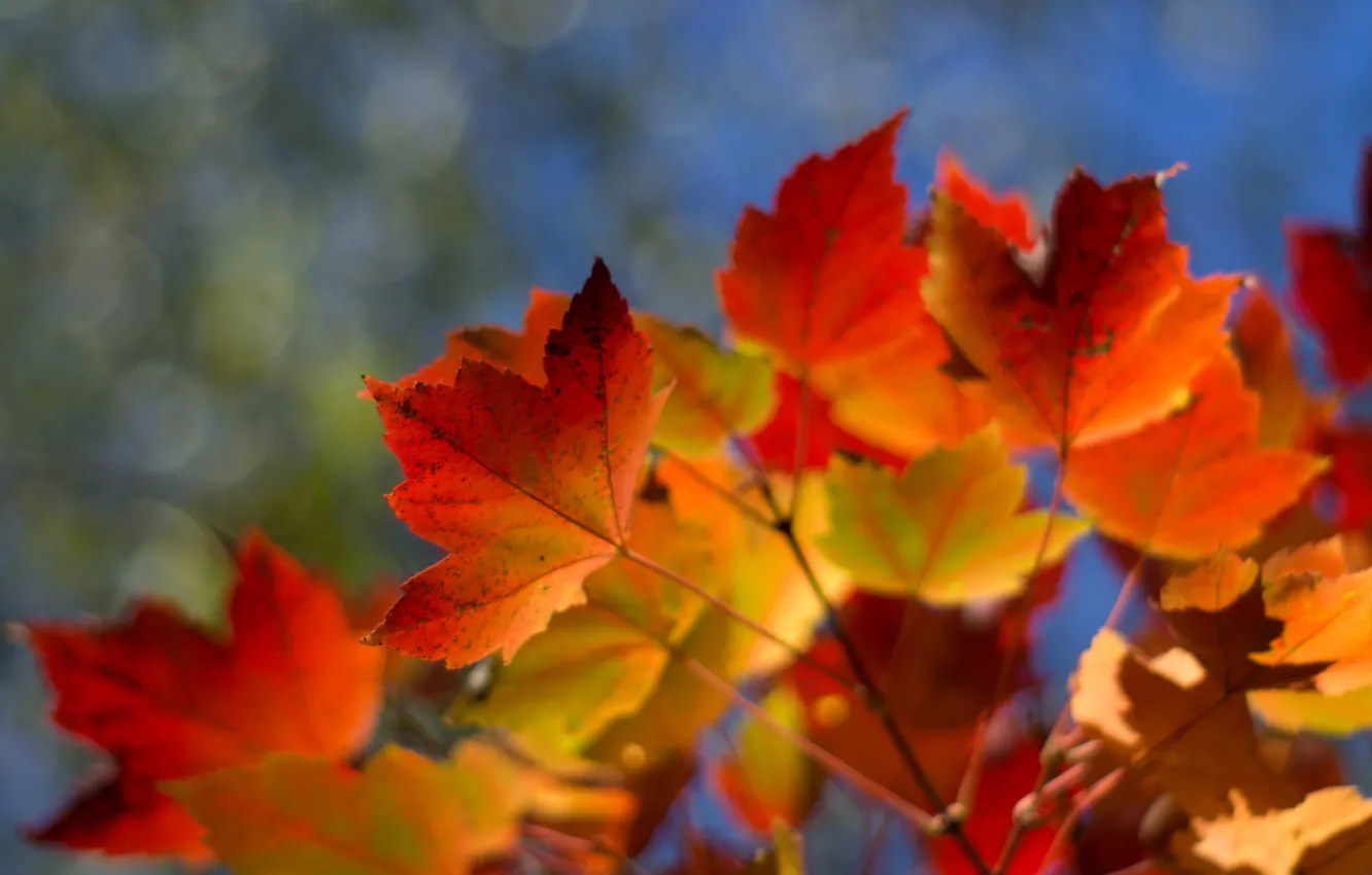 Photo wallpaper autumn, the sky, leaves, branches
