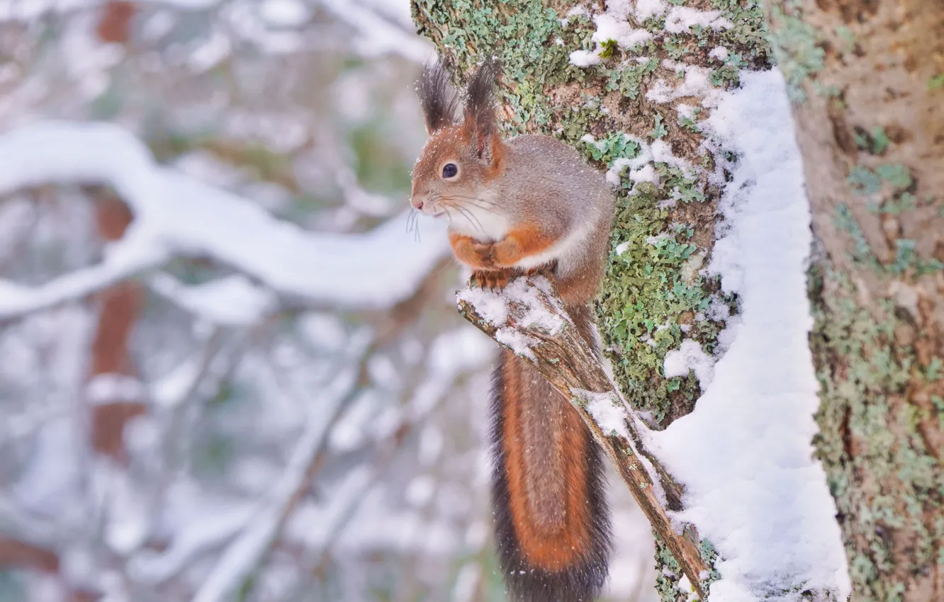 Photo wallpaper winter, snow, tree, protein, tail, red, squirrel