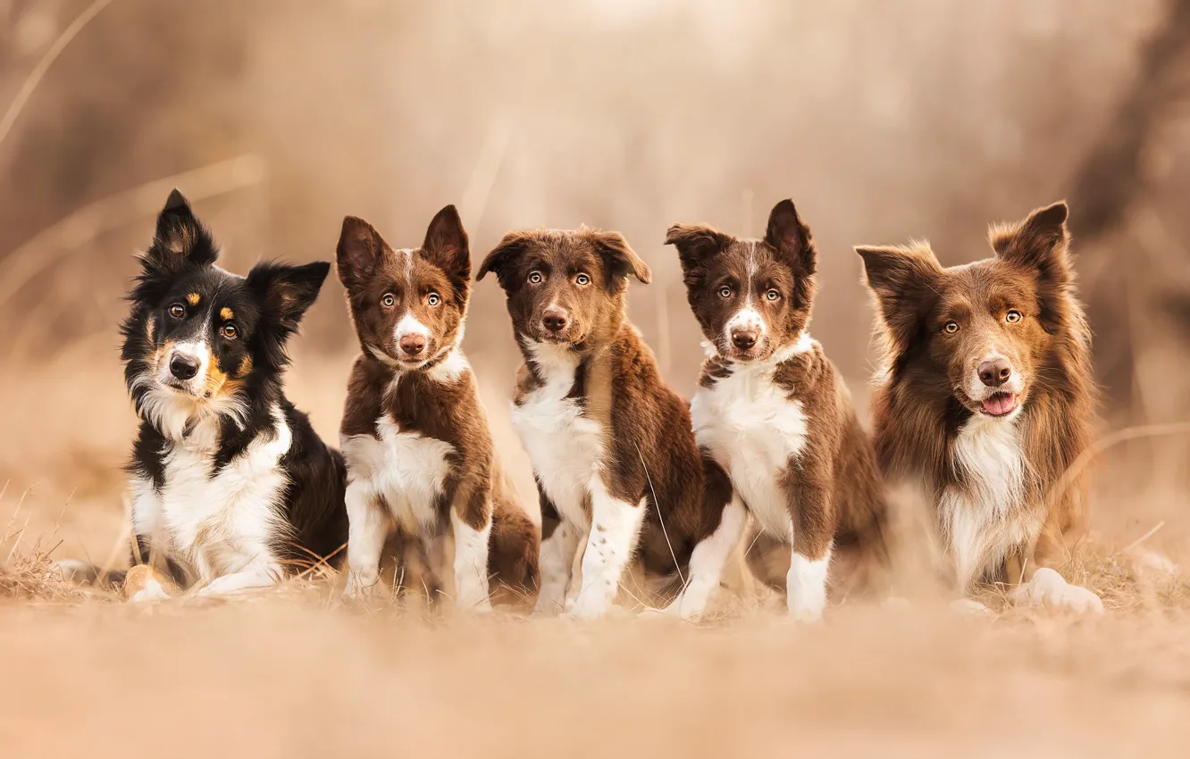 Photo wallpaper dog, puppy, bokeh, family portrait, the border collie, family