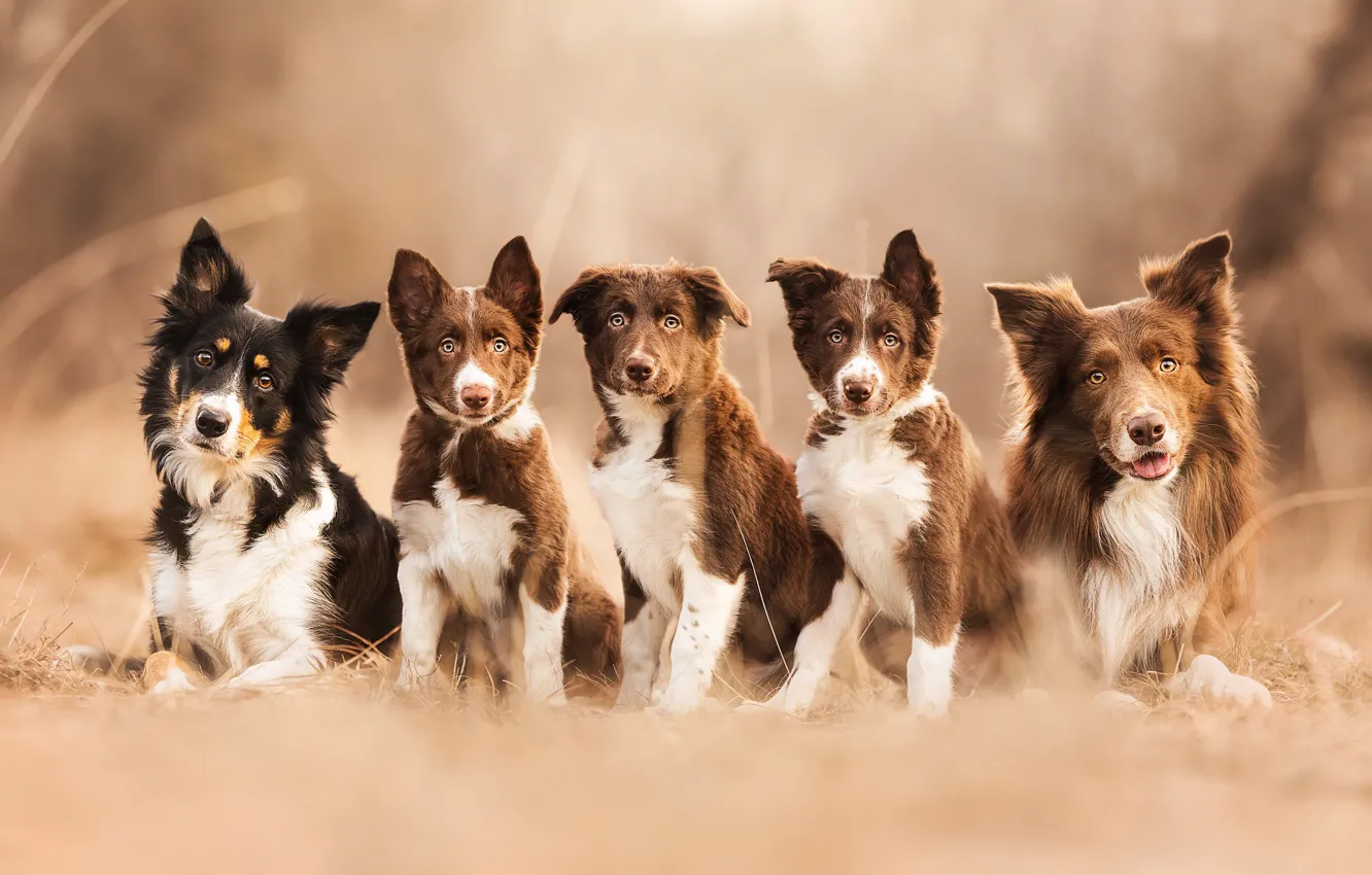 Photo wallpaper dogs, puppies, bokeh, family portrait, family, The border collie