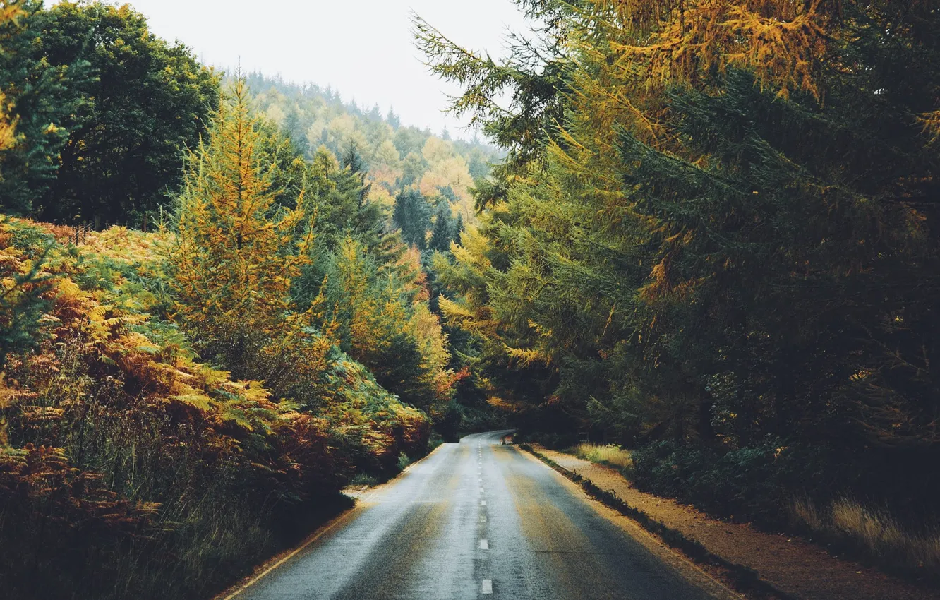 Photo wallpaper road, autumn, forest, photo, Daniel Casson