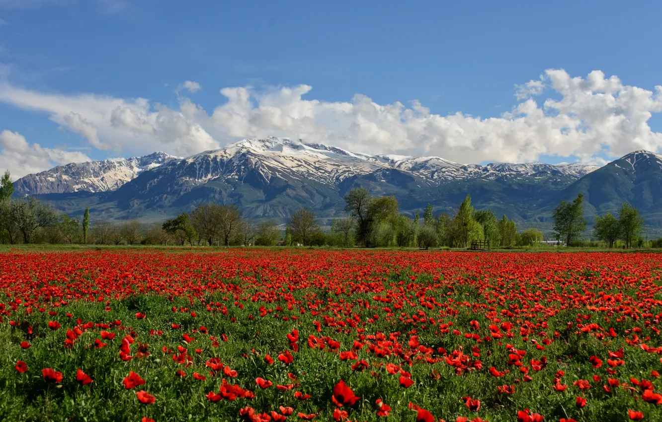 Photo wallpaper field, flowers, mountains, Maki, Turkey, Turkey, poppy field, Munzur Mountain