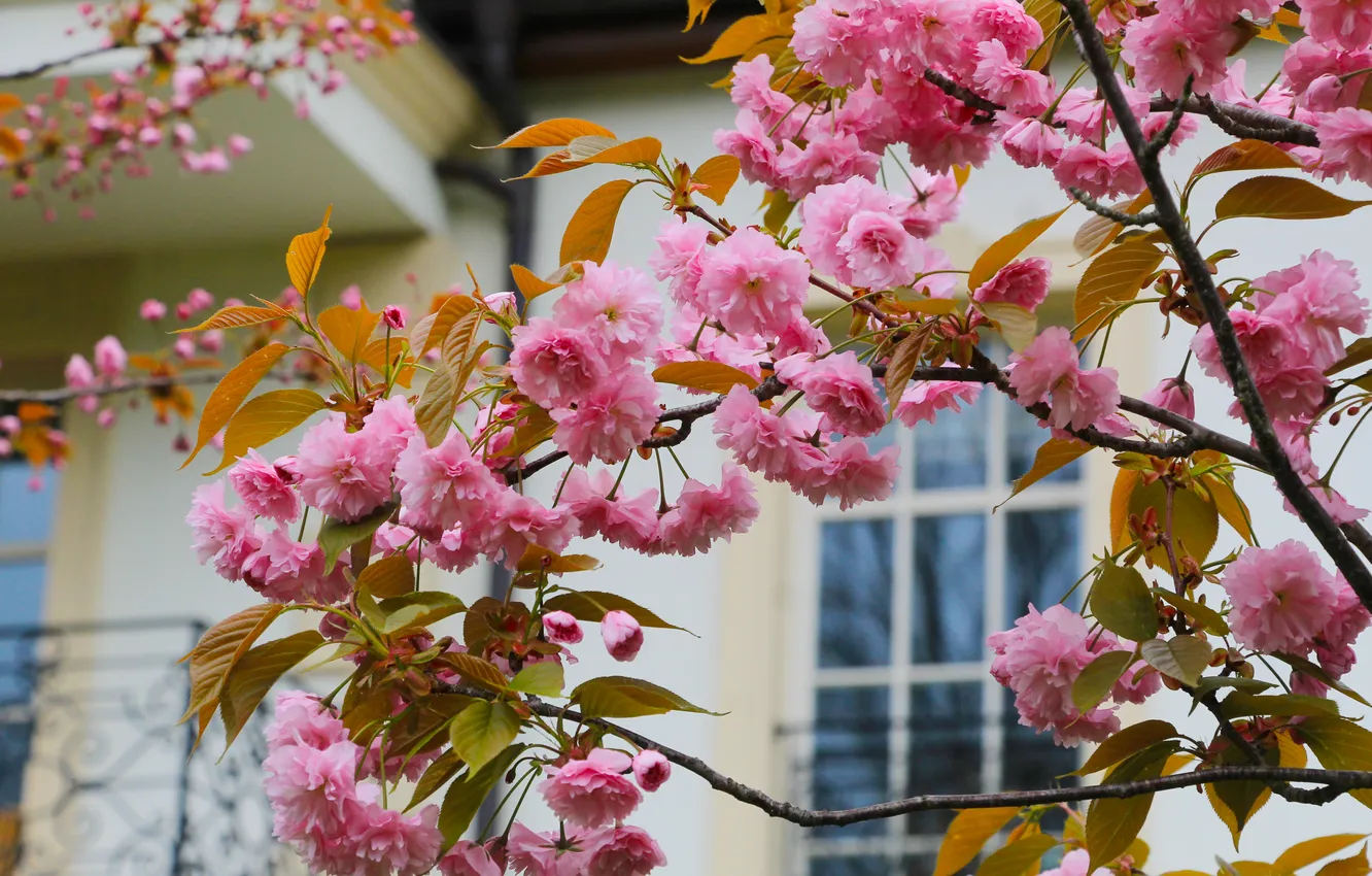 Photo wallpaper flower, spring, twig, Japanese cherry