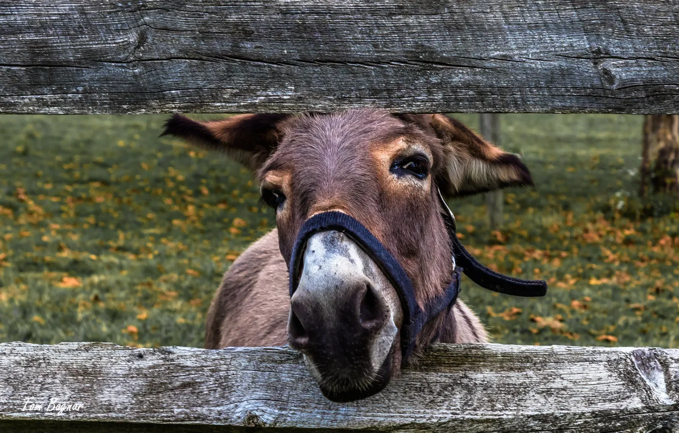 Photo wallpaper smile, donkeys, Framed, Friendly Poser
