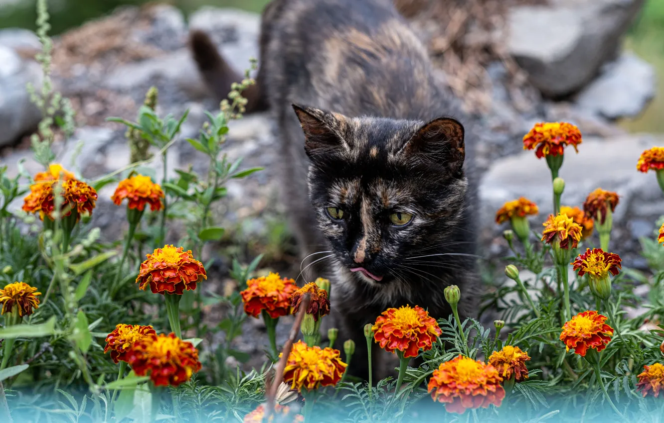 Photo wallpaper cat, cat, look, flowers, pose, stones, garden, face