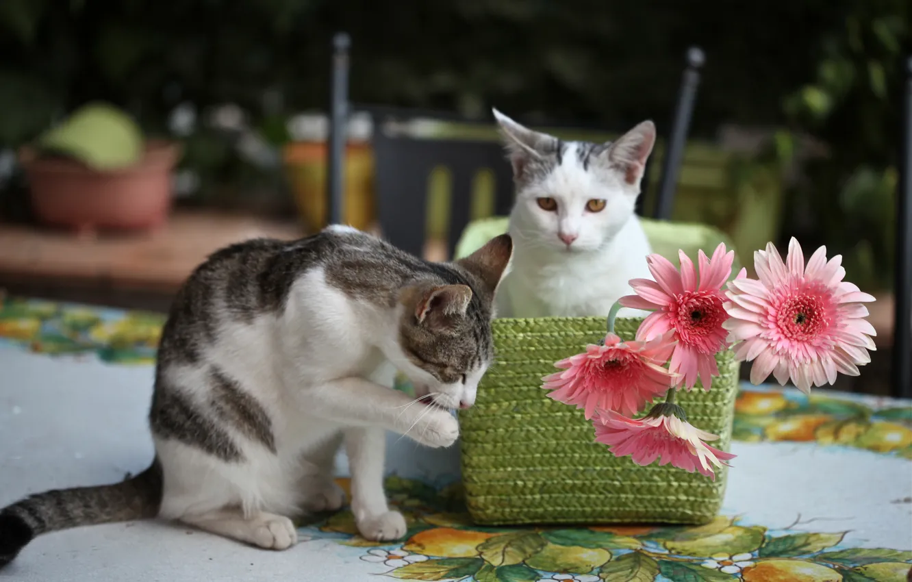 Photo wallpaper flowers, kitty, gerbera, © Elena Di Guardo