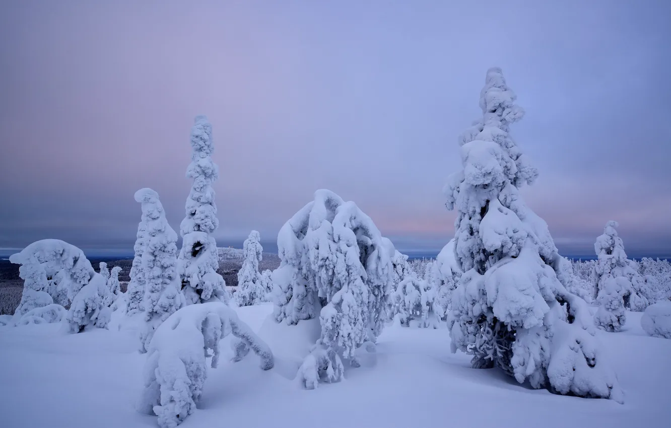 Photo wallpaper winter, snow, trees, Finland, Lapland