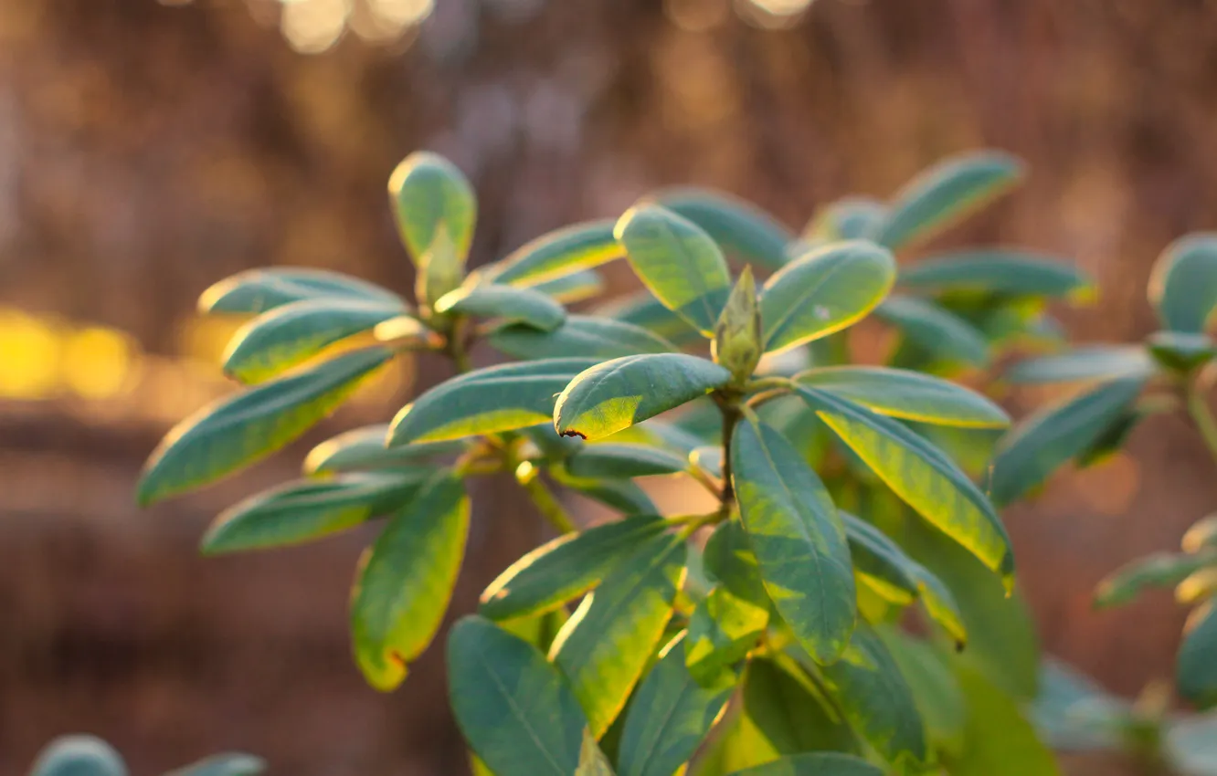 Photo wallpaper green, leafs, twig, hydrangea