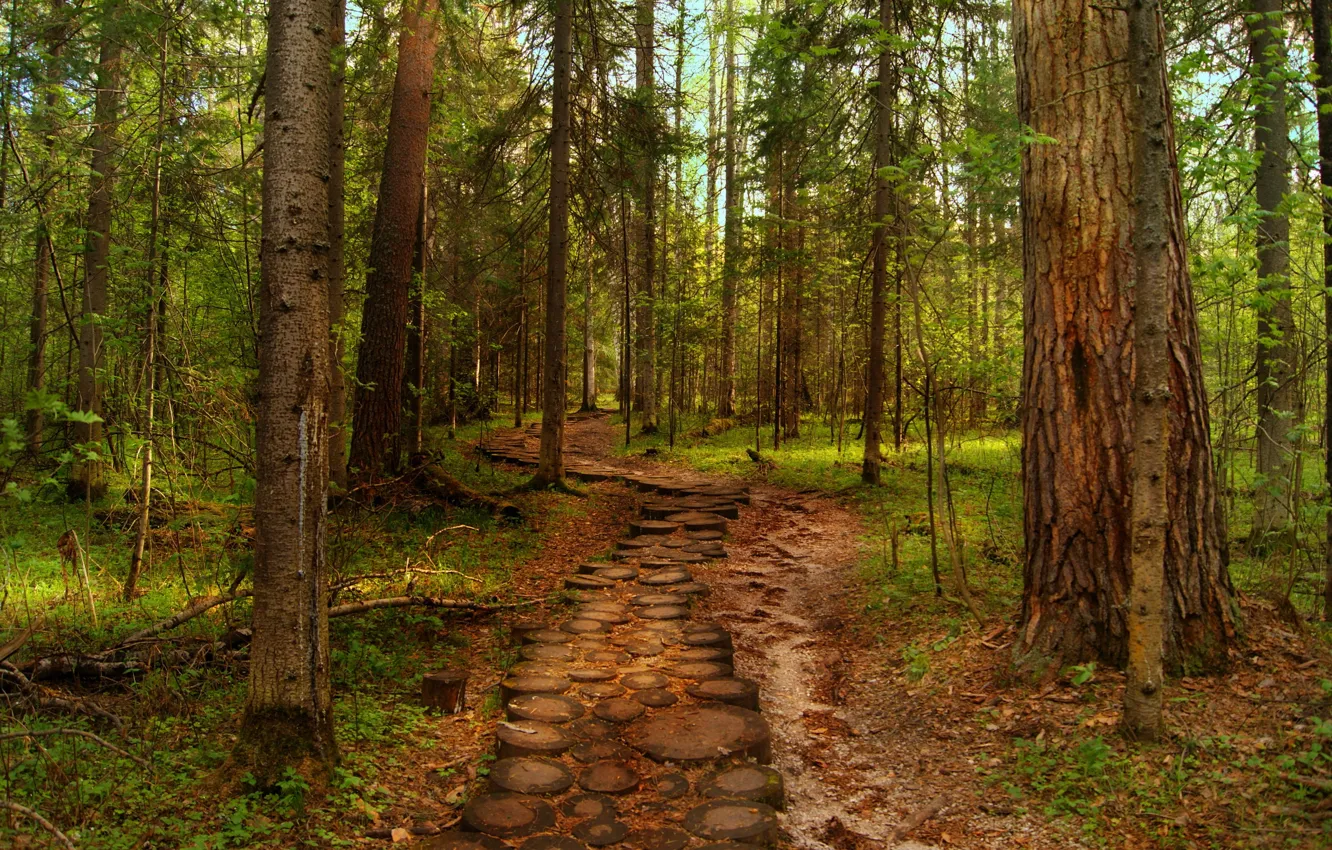 Photo wallpaper road, forest, summer, trees, nature