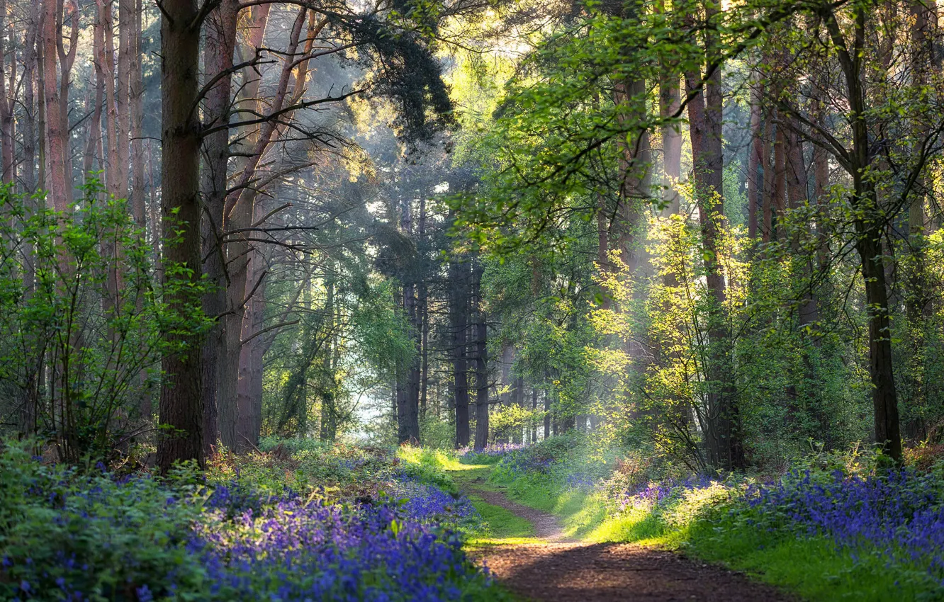 Photo wallpaper forest, summer, flowers, path