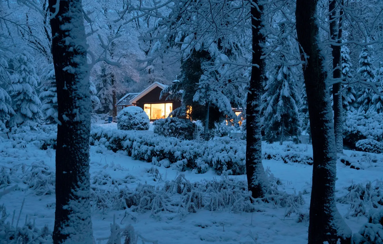 Photo wallpaper winter, forest, snow, trees, lights, home, the evening