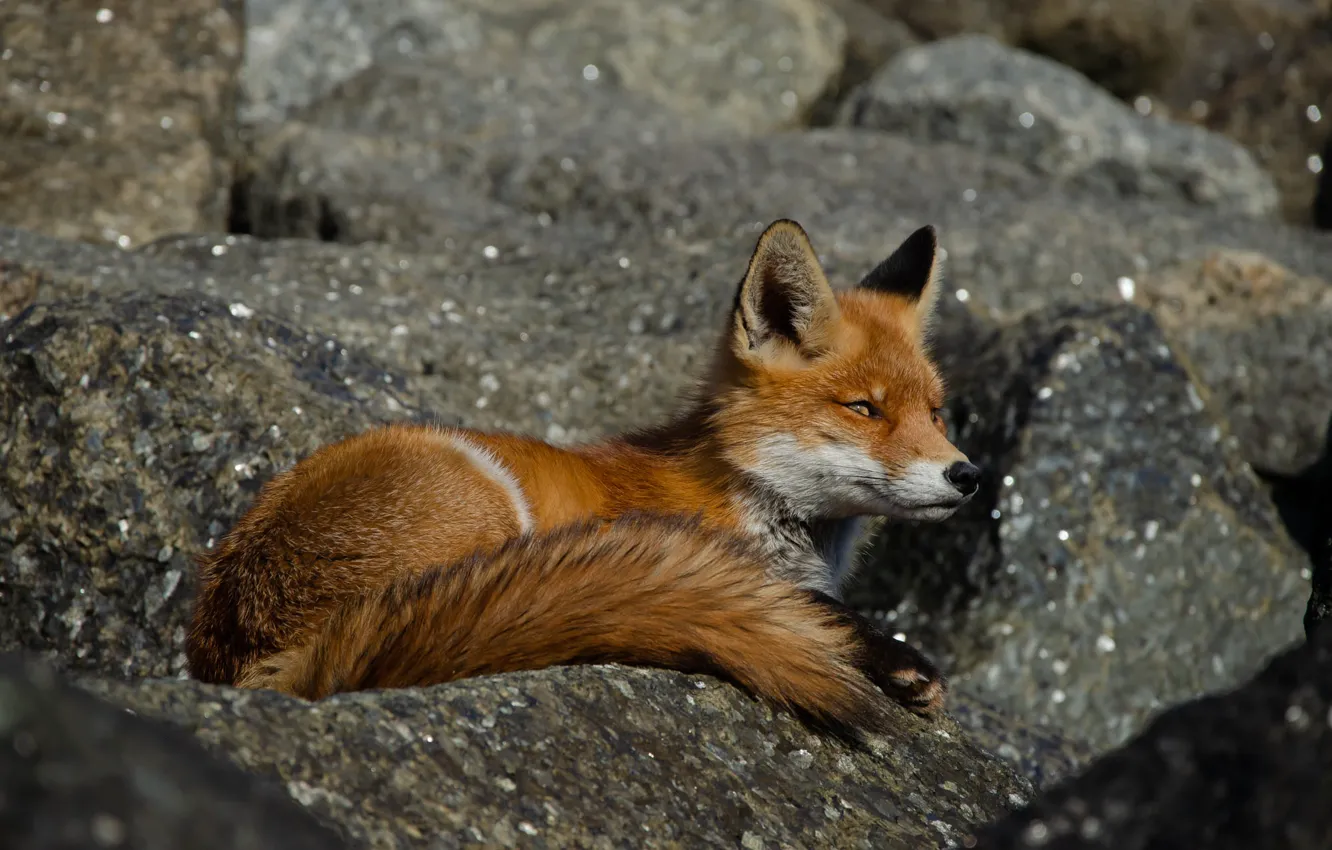 Photo wallpaper look, nature, pose, stones, Fox, tail, lies, red