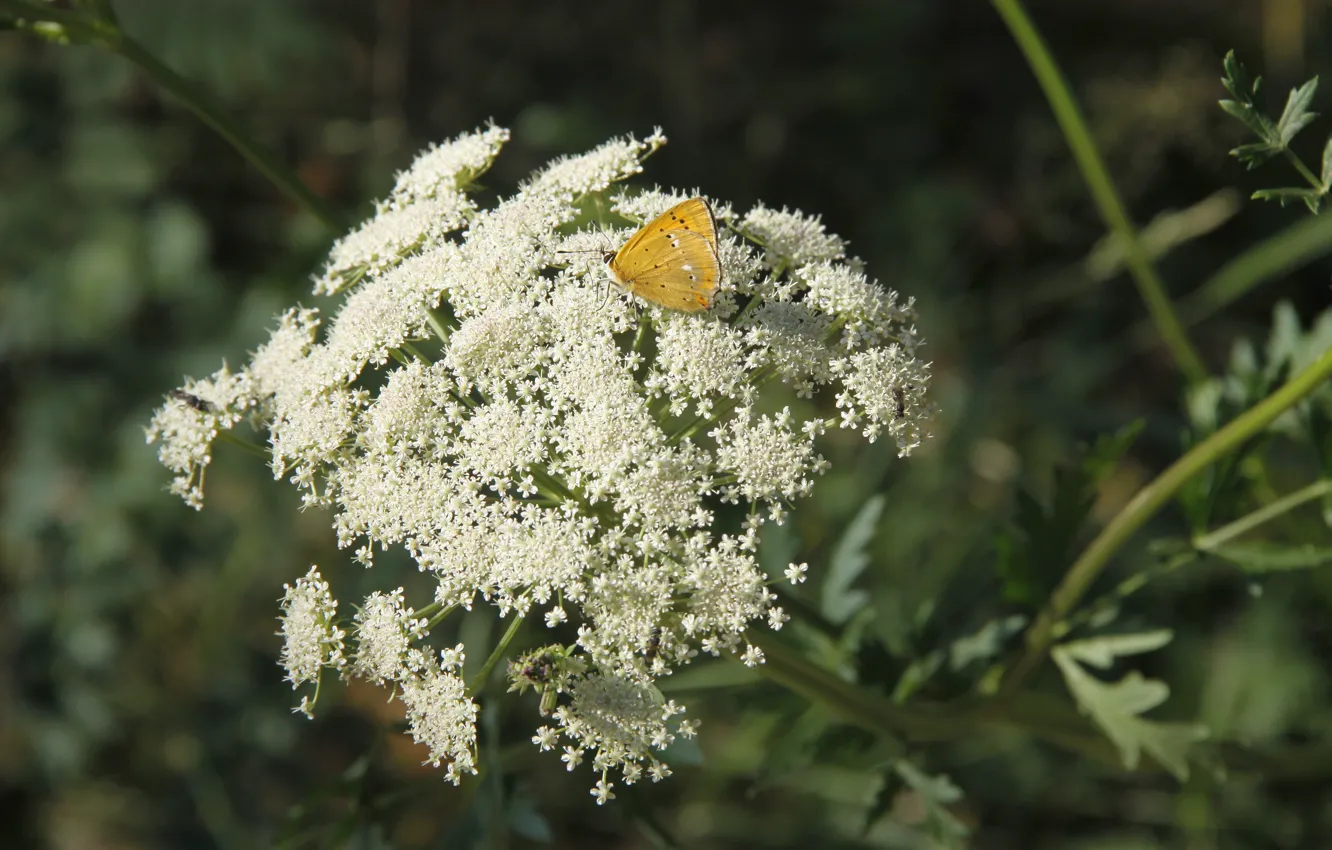 Photo wallpaper macro, flowers, background, Wallpaper, butterfly