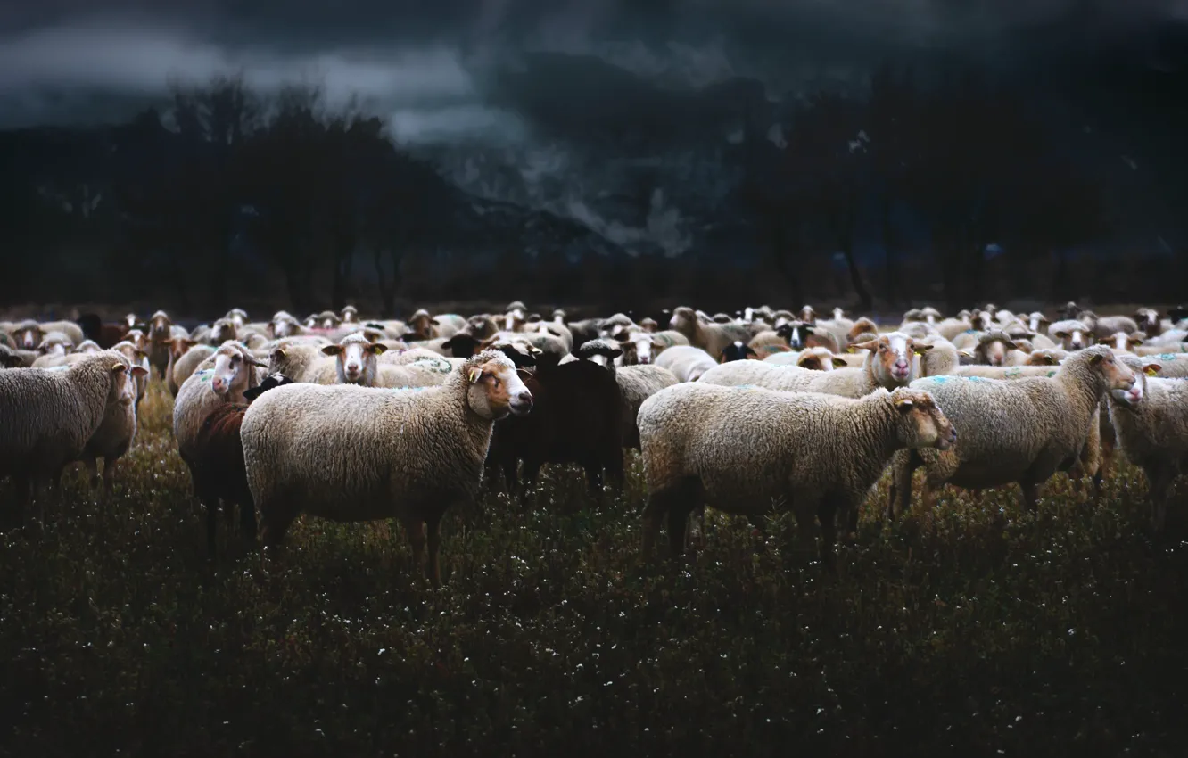 Photo wallpaper nature, sheep, the evening