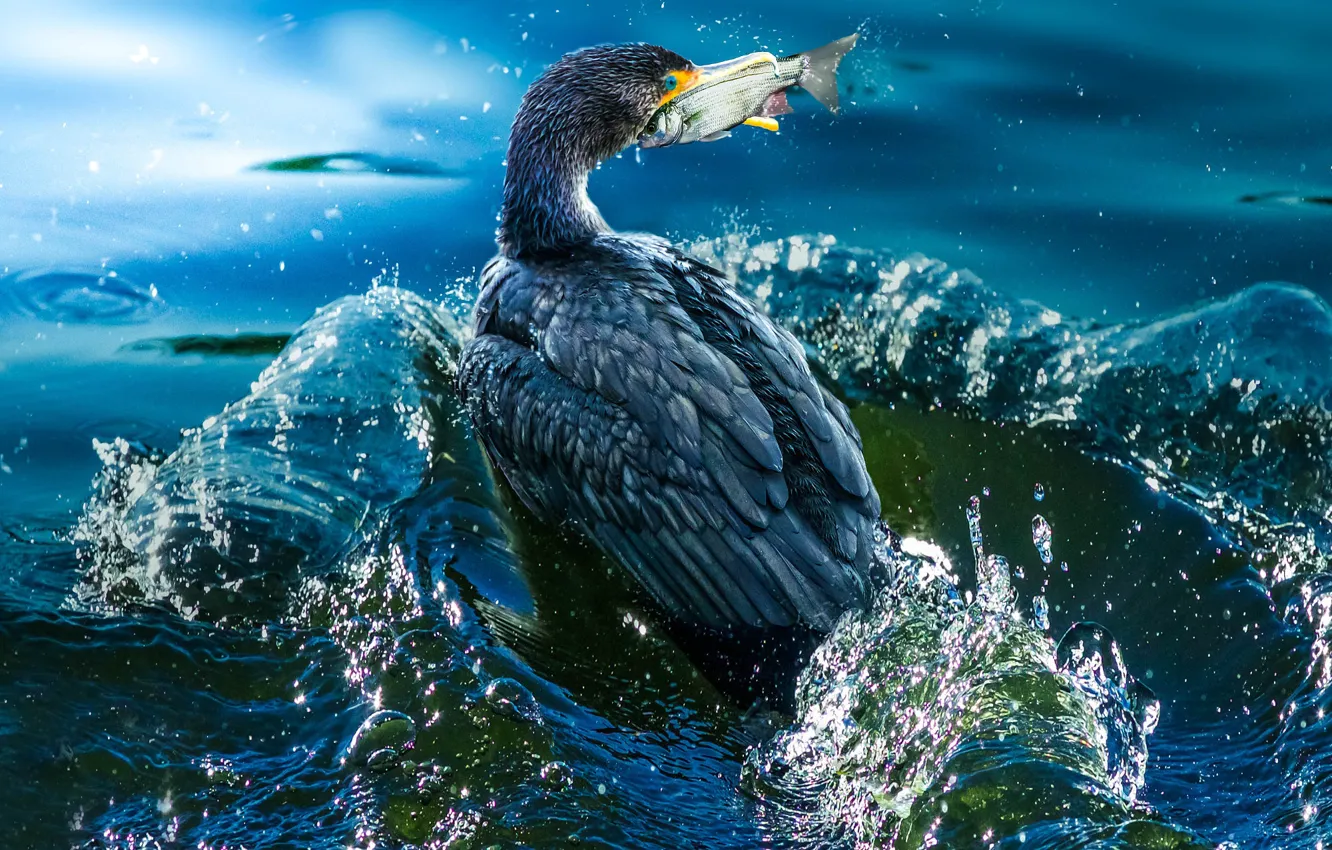 Photo wallpaper bird, fish, cormorants