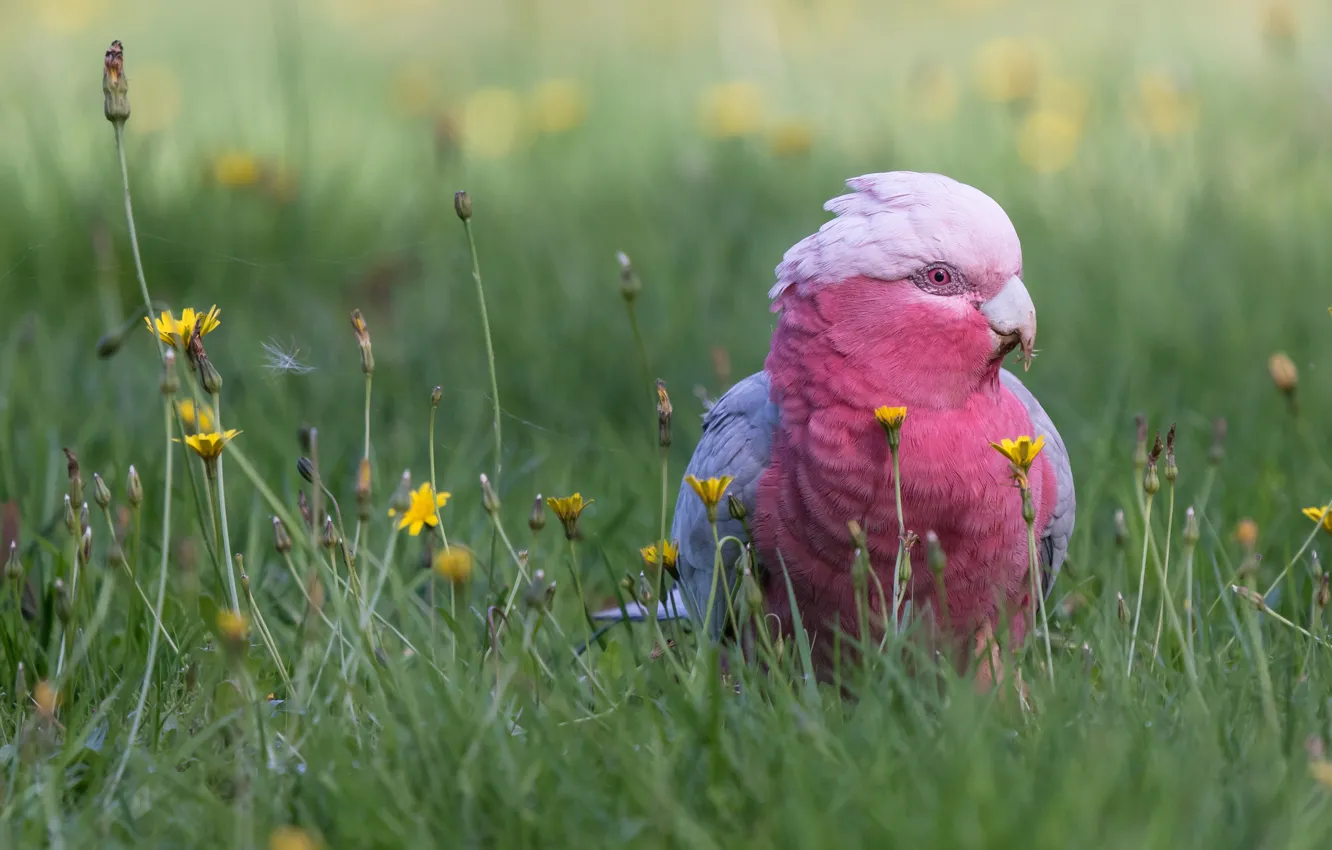 Photo wallpaper grass, flowers, bird, parrot, bokeh, Pink cockatoo