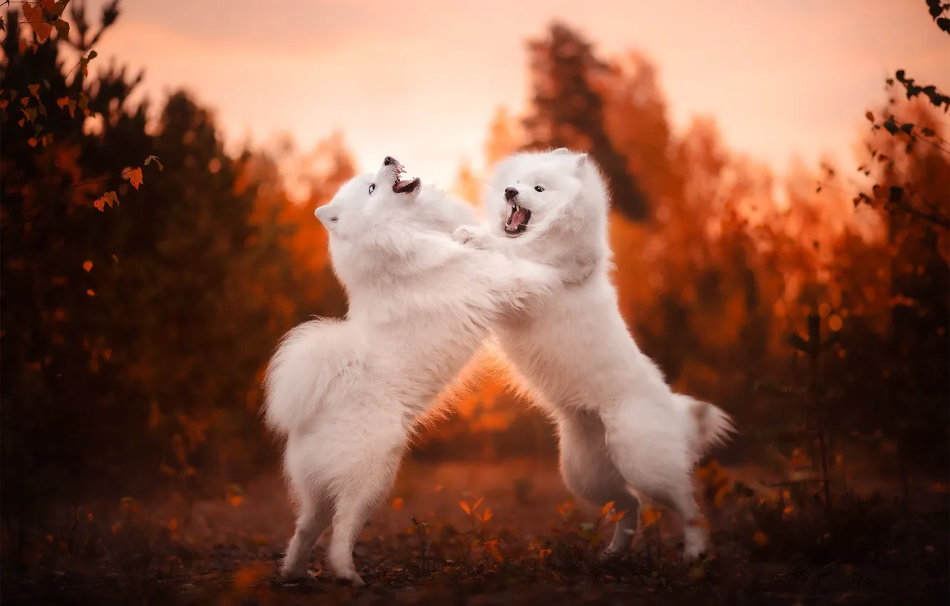 Photo wallpaper autumn, showdown, bokeh, two dogs, Samoyed