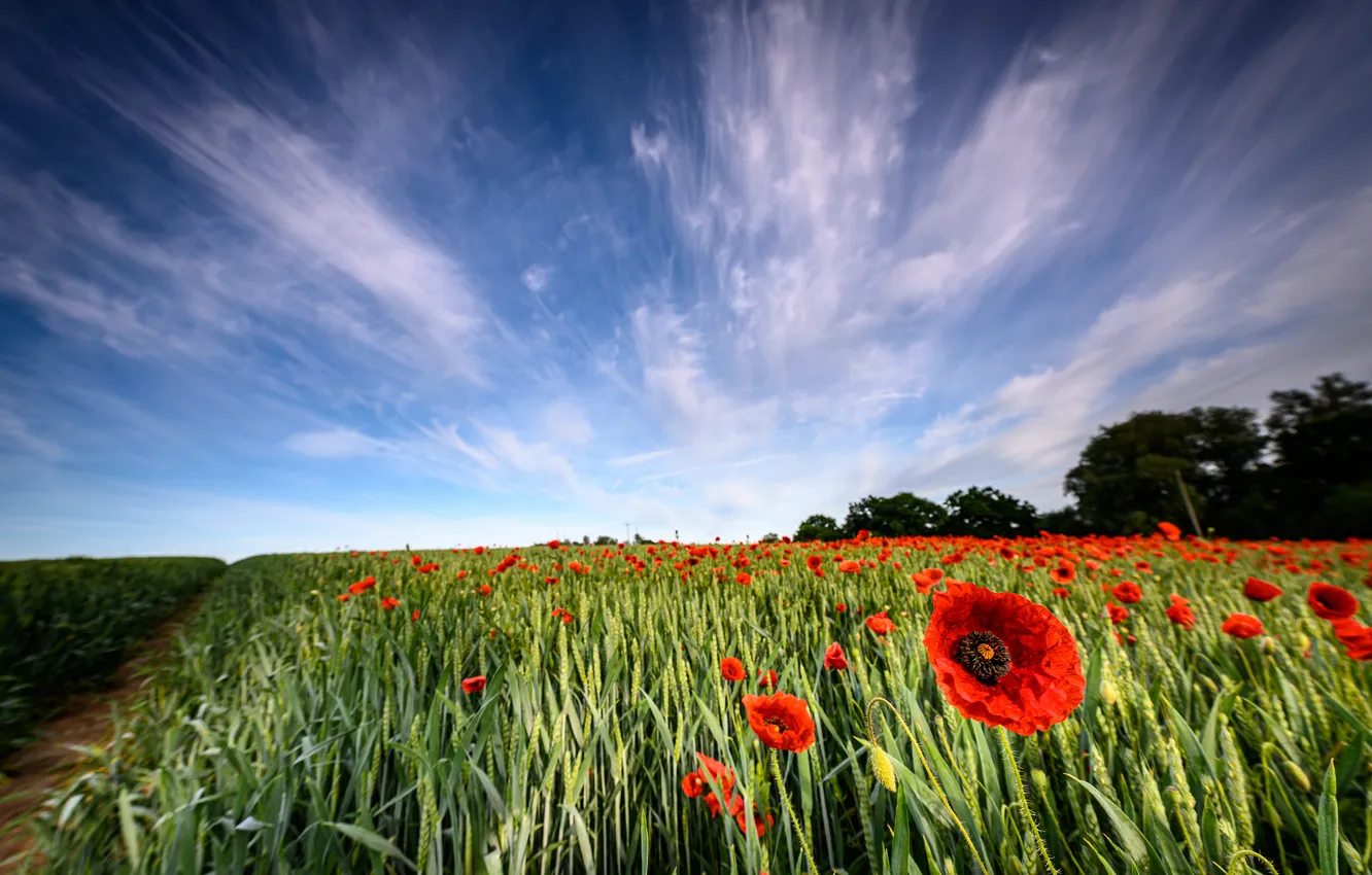 Photo wallpaper greens, summer, the sky, clouds, trees, flowers, red, blue
