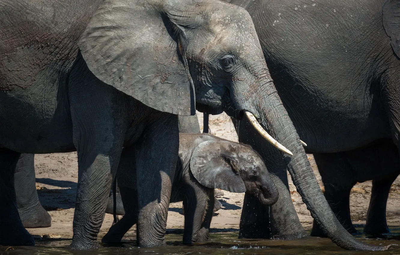 Photo wallpaper nature, elephant, drink