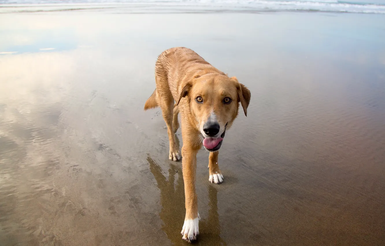 Photo wallpaper beach, each, dog