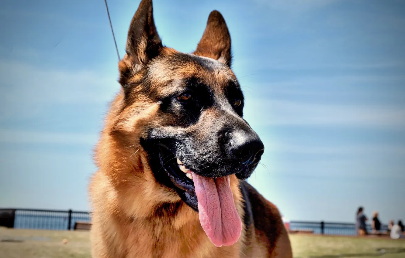 Photo wallpaper look, each, dog, shepherd