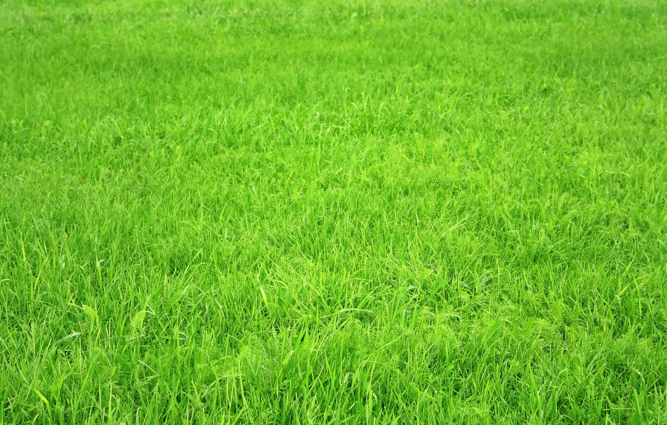 Photo wallpaper field, grass, green