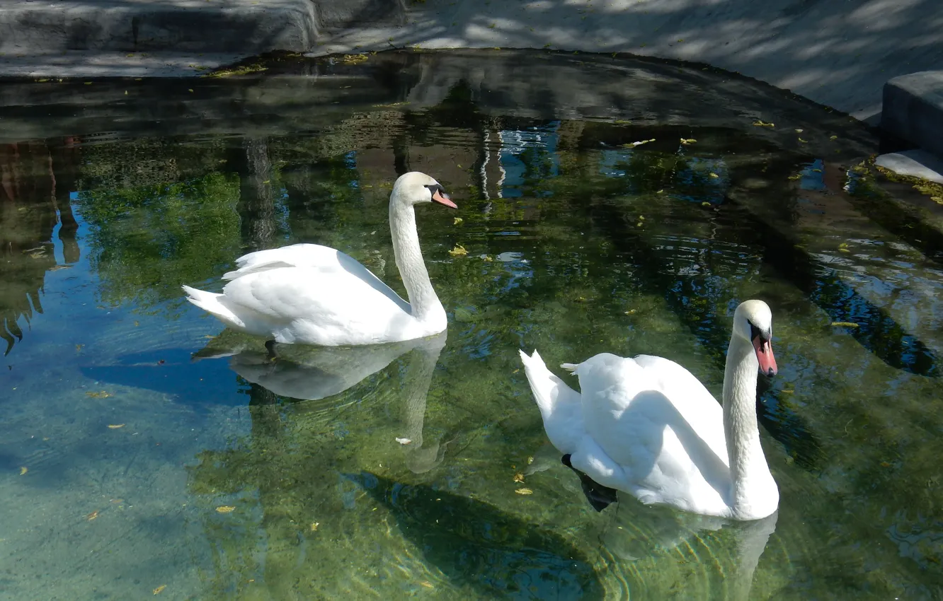 Photo wallpaper animals, white, pond, widescreen, wallpaper, Swan, white, swans