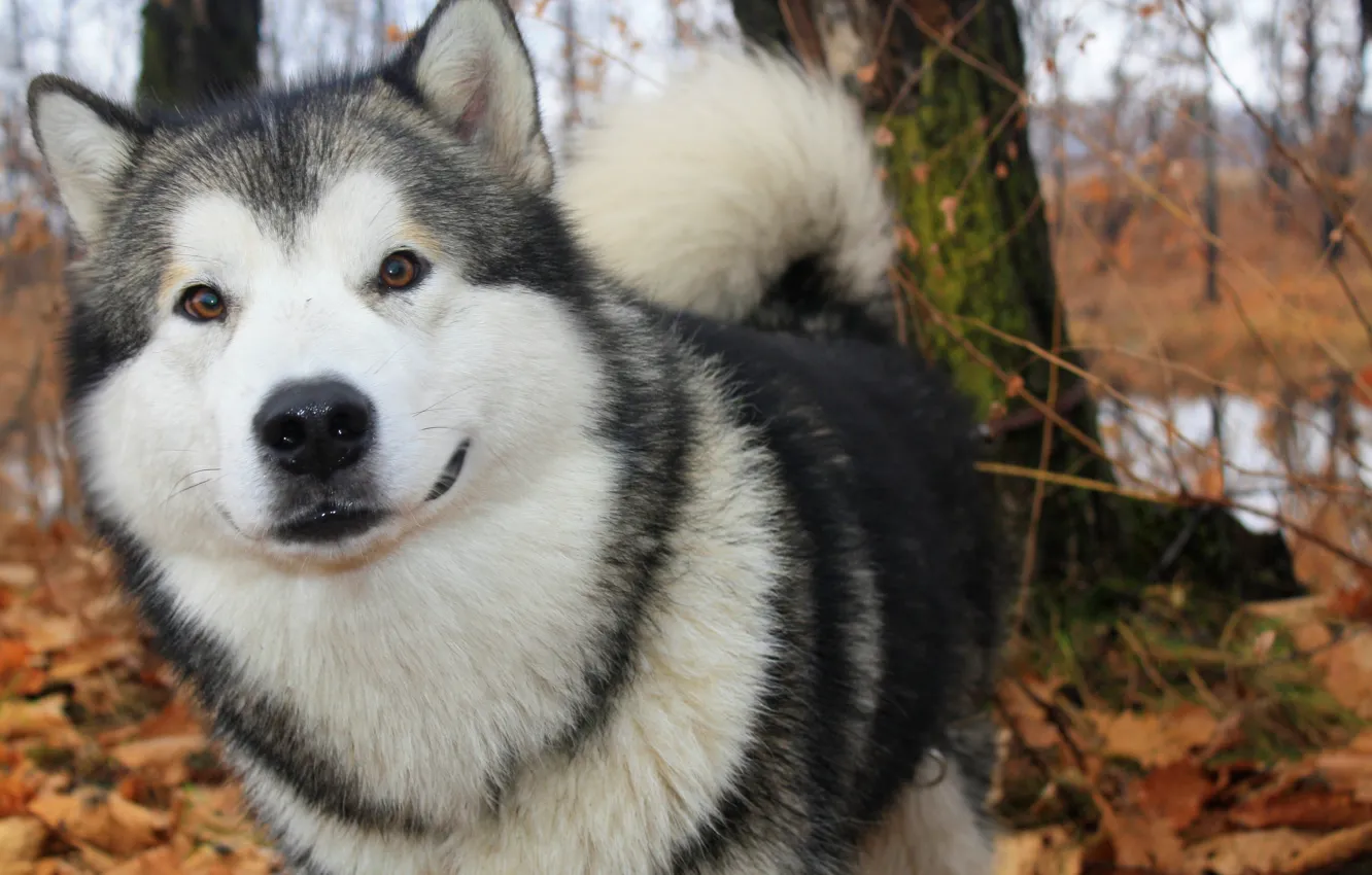 Photo wallpaper autumn, dog, Alaskan Malamute