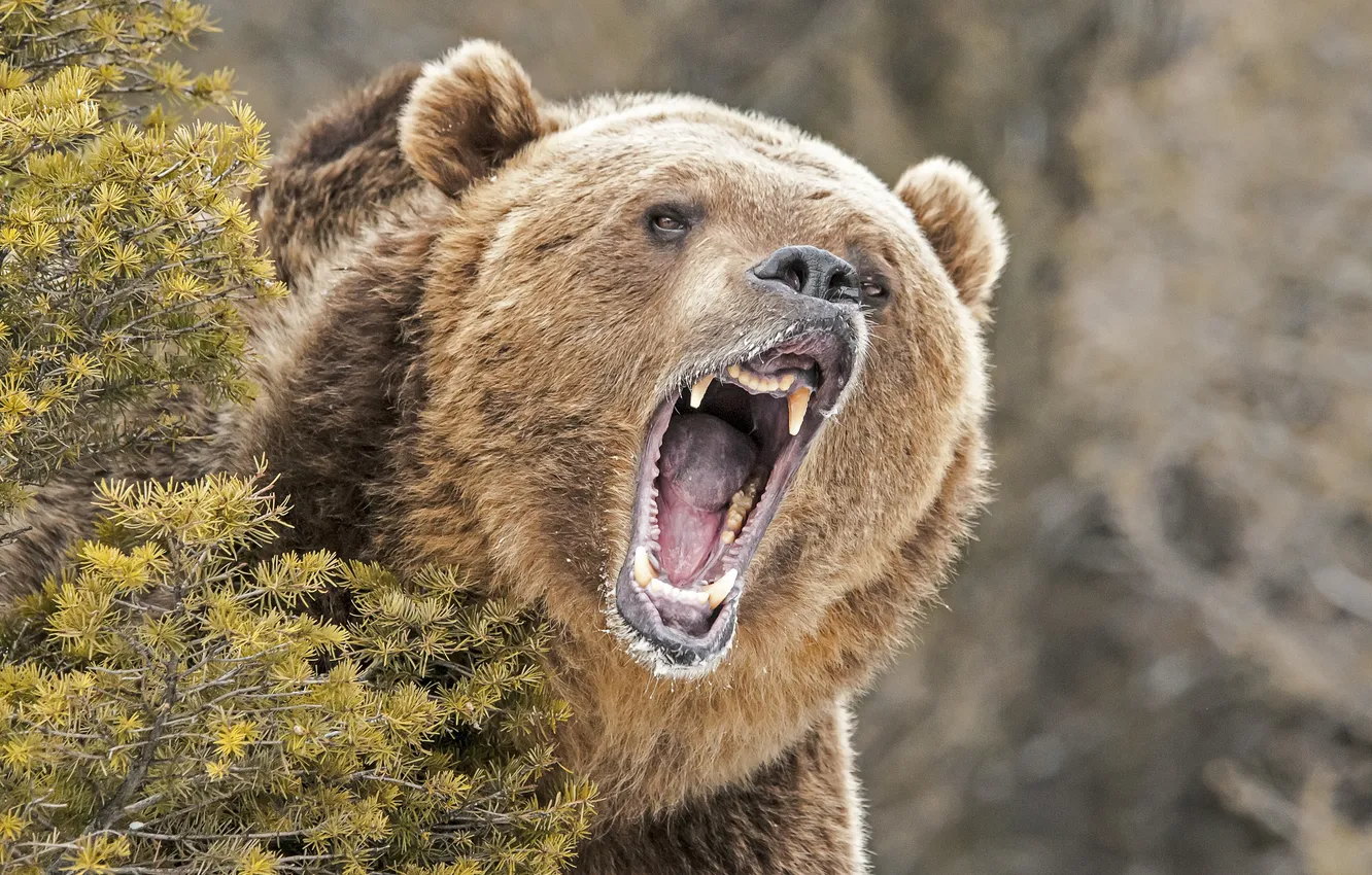 Photo wallpaper One, bear, Large, Single, wildlife, angry, wild, close up