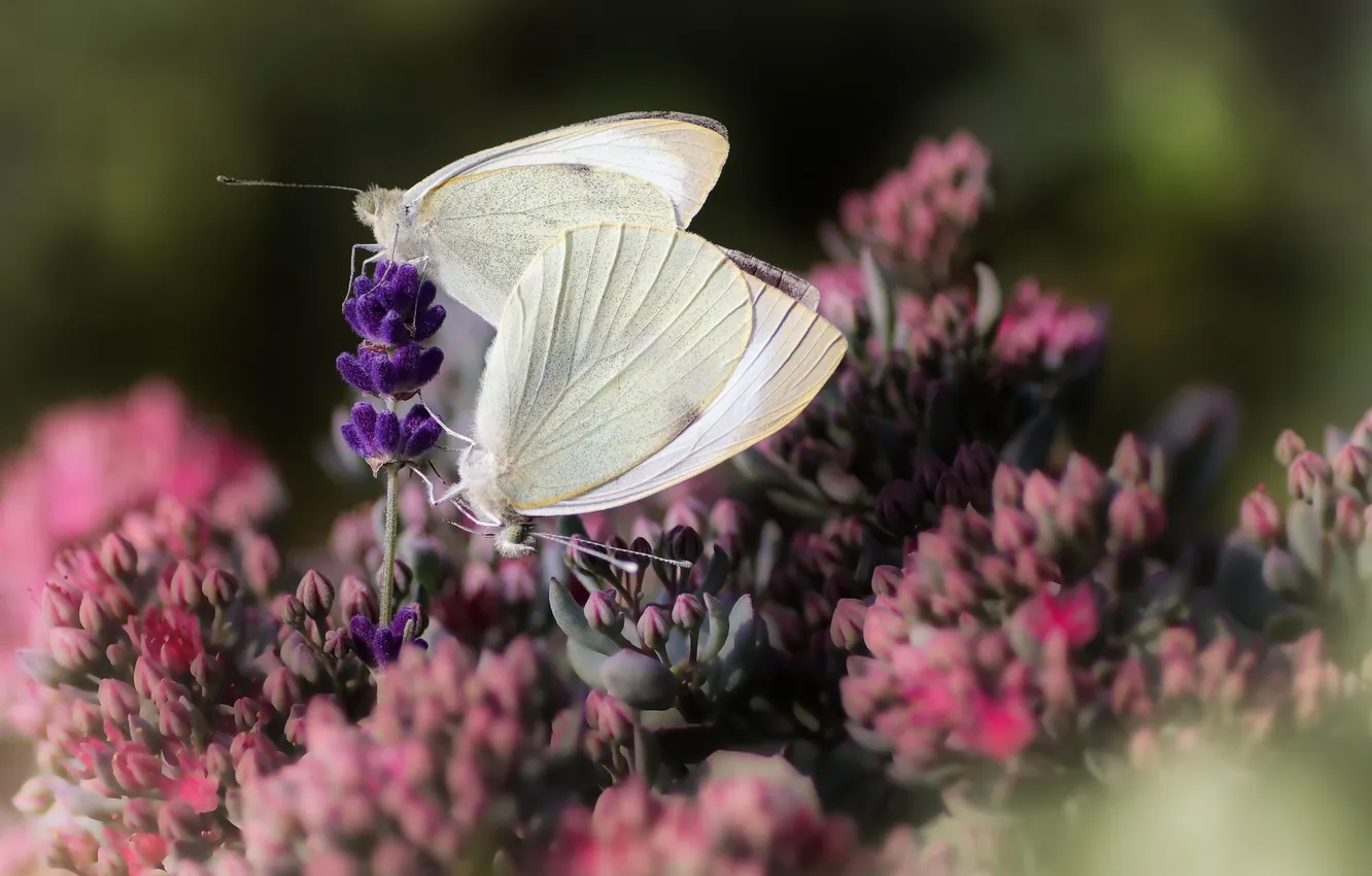 Photo wallpaper macro, butterfly, wings, beautiful, flowering, closeup