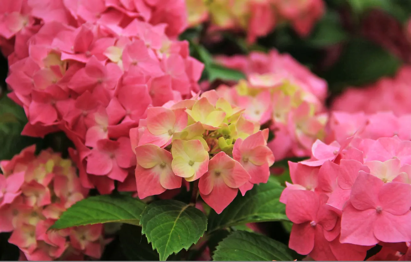 Photo wallpaper leaves, flowers, pink, the bushes, hydrangea