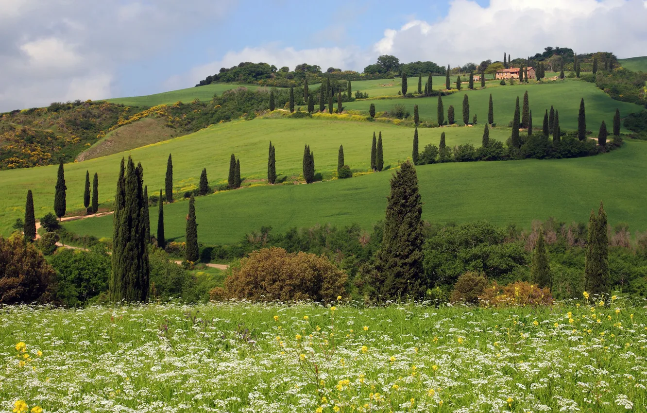 Photo wallpaper grass, trees, flowers, nature