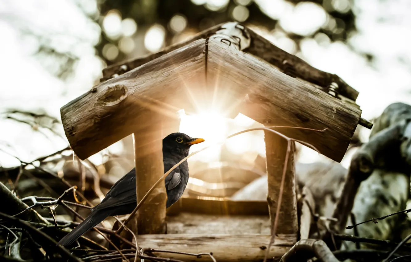 Photo wallpaper the sun, rays, house, bird