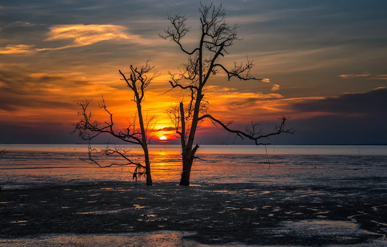 Photo wallpaper trees, sunset, shore, silhouette, pond