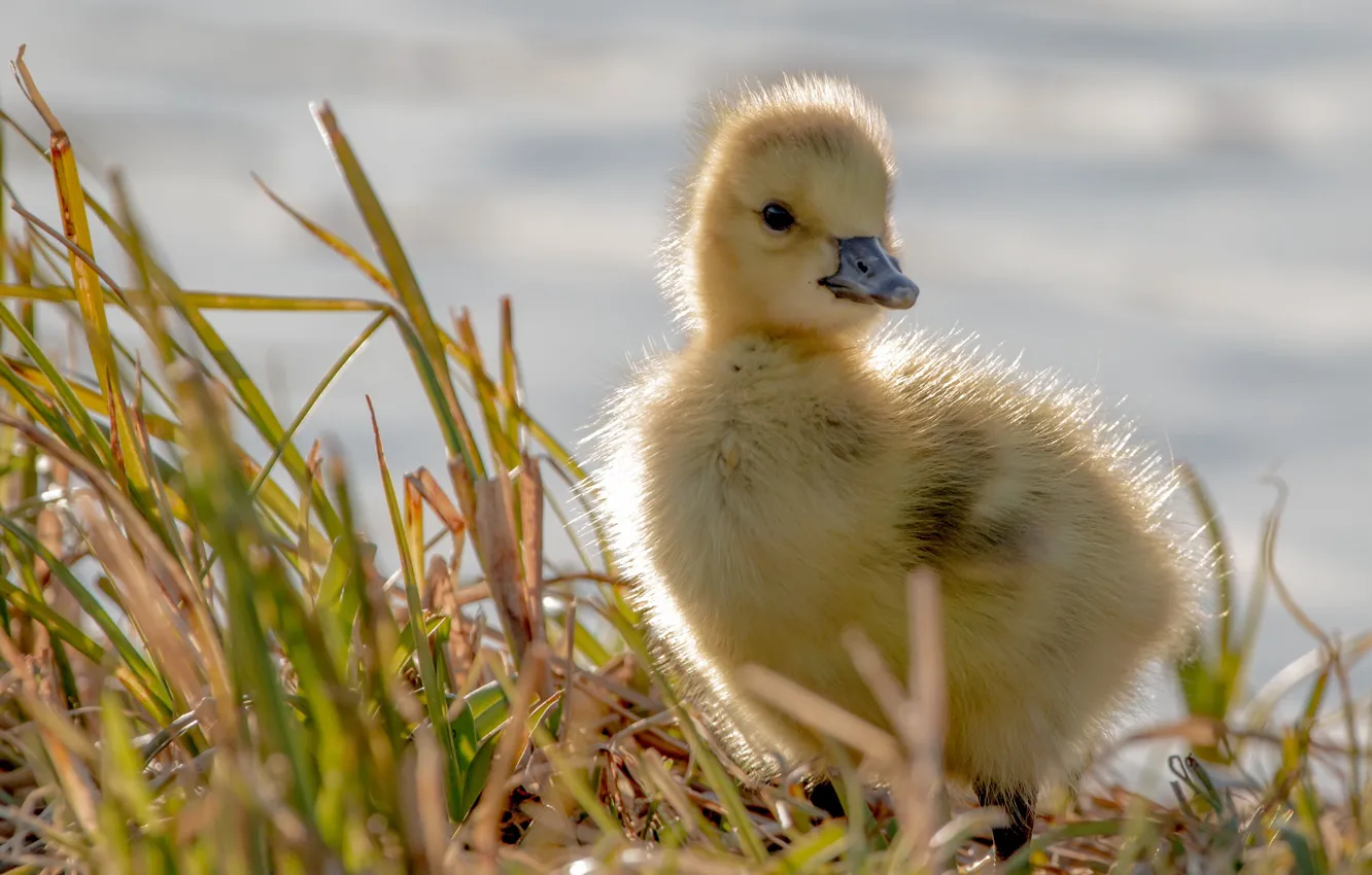 Photo wallpaper grass, Chicks, the goslings